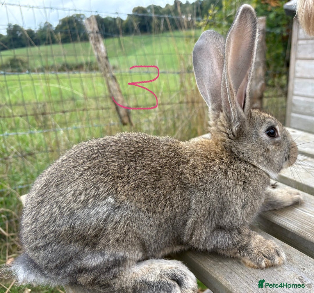 Continental Giant rabbits for sale: Pure breed very large Giant continental rabbits  - Image 11