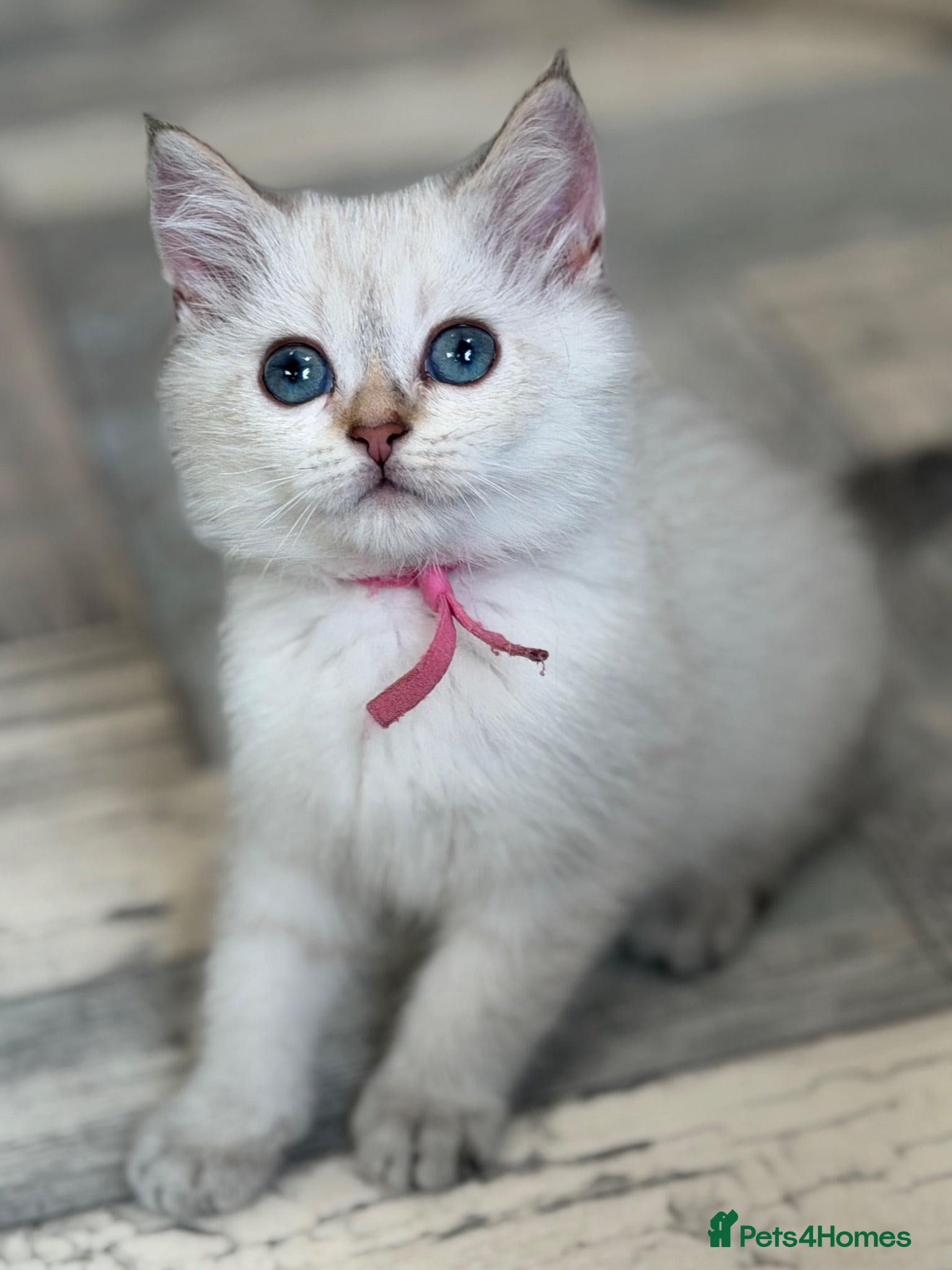 British Longhair cats British LH/SH adorable golden kittens TICA  - Advert 3