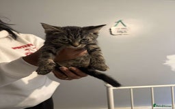 Ragdoll cats for sale: Ragdoll x bengal //// bengal x tabby - Image 27