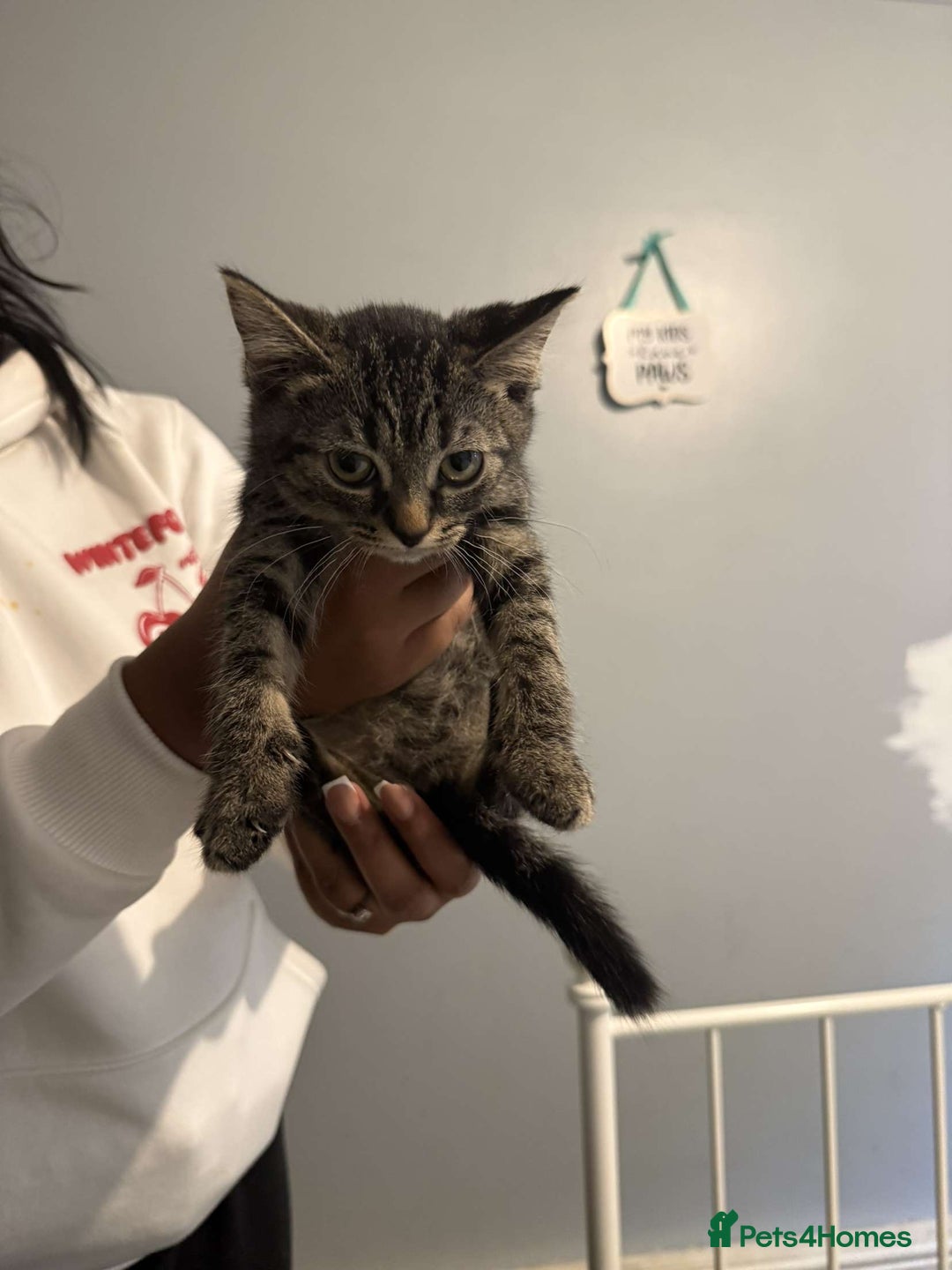 Ragdoll cats for sale: Ragdoll x bengal //// bengal x tabby - Image 27