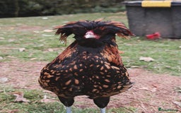 Chickens poultry for sale: Mixed flock ducks, chickens geese - Advert 2