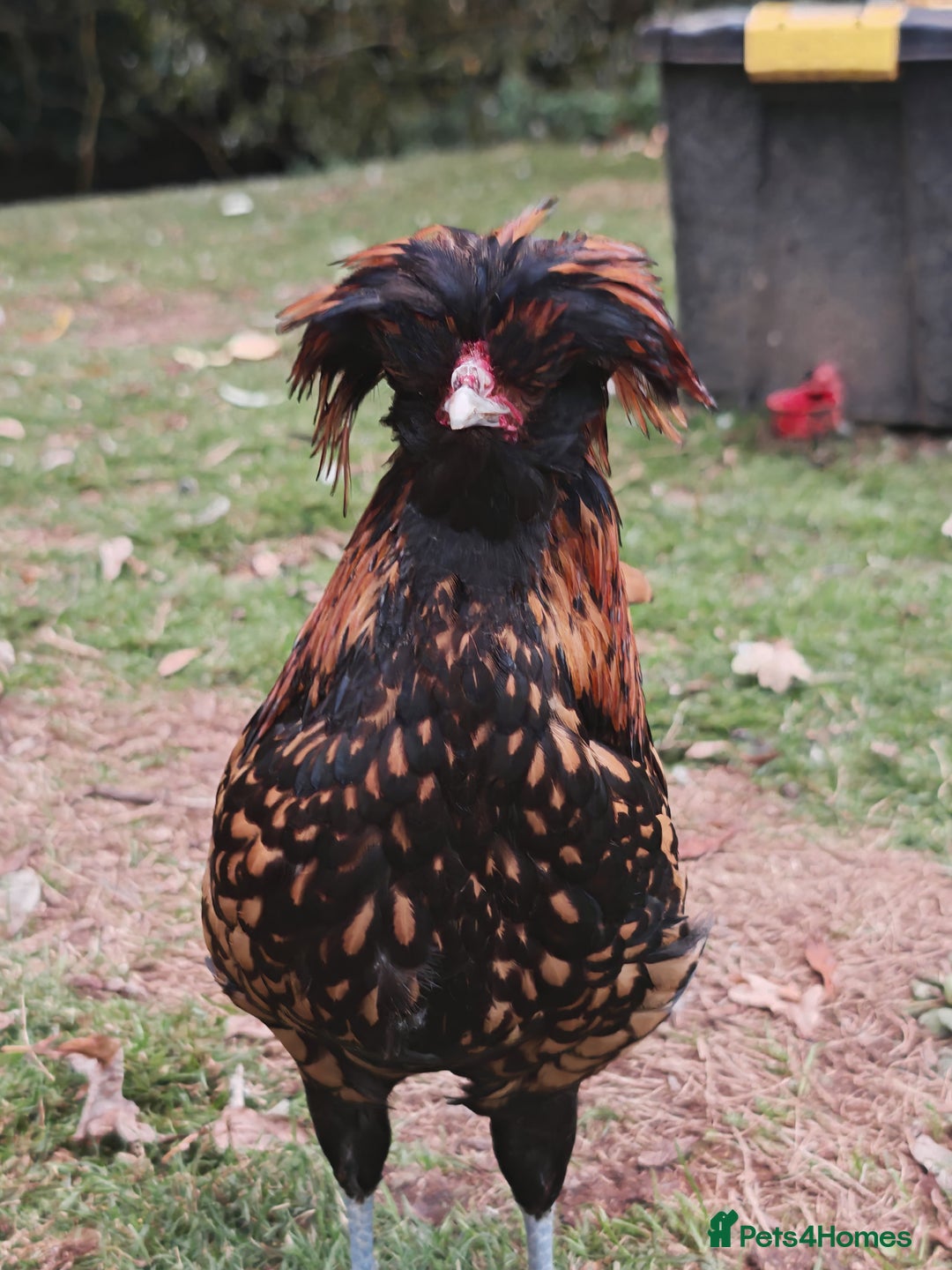 Chickens poultry for sale: Mixed flock ducks, chickens geese - Advert 2