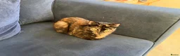 Mixed Breed cats for sale: Beautiful tortoiseshell cat - Advert 1