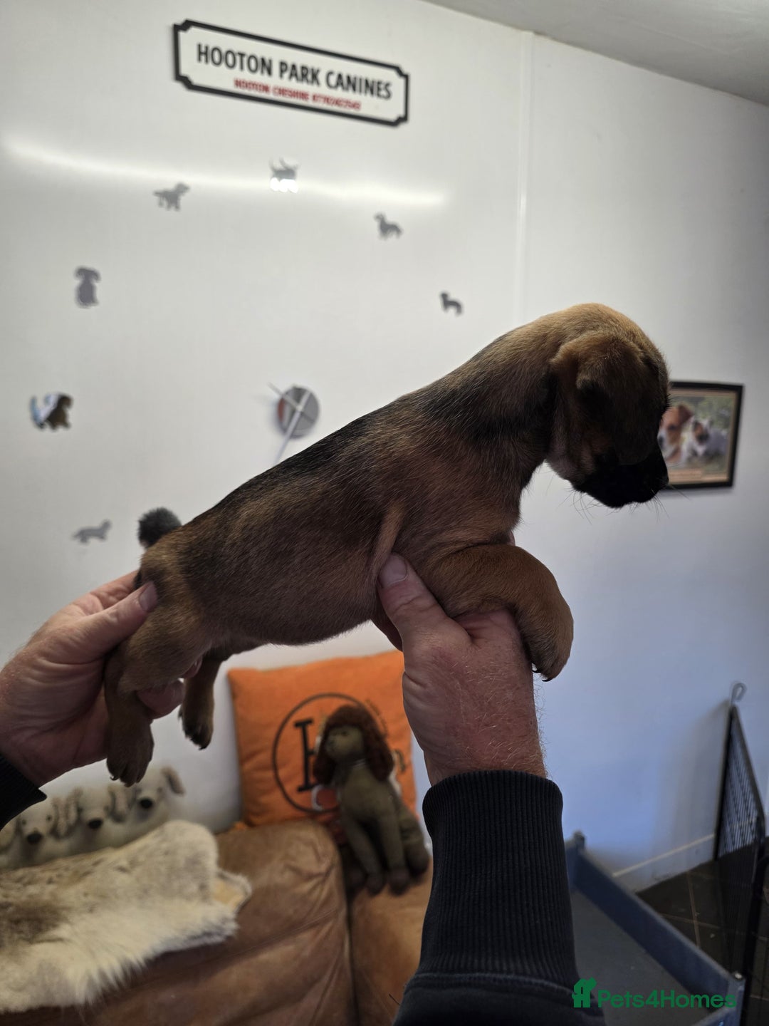 Jack Russell dogs for sale: Beautiful types of broken coated and smoothed  - Image 13
