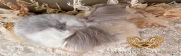 Angora rabbits for sale: Beautiful Adult Angoras Available  - Advert 10