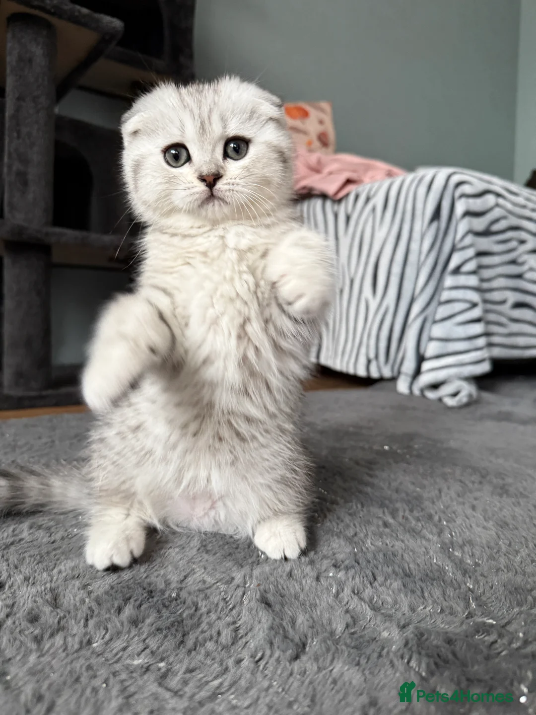 Scottish Fold cats for sale: Adorable Scottish Fold kitten looking for home 💕 in London - Advert 2