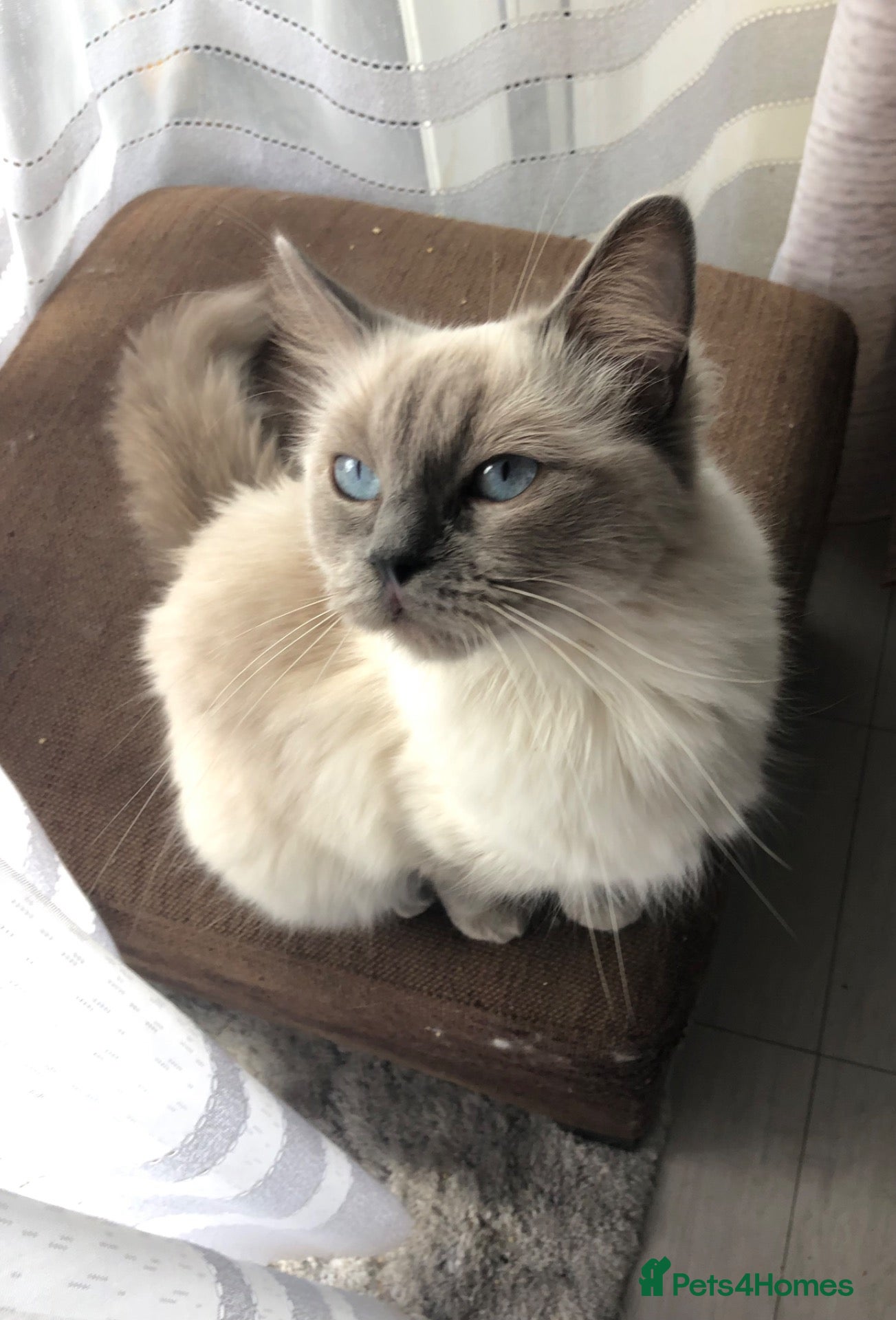 Ragdoll cats 2 purebred ragdolls looking for new homes! - Advert 17