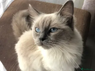 Ragdoll cats 2 purebred ragdolls looking for new homes! - Advert 13