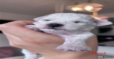 Bichon Frise dogs - Advert 2