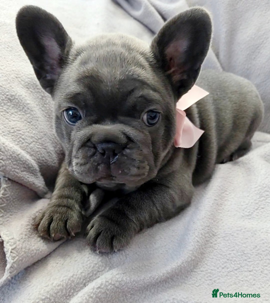 French Bulldog dogs for sale: 💖registered champion bloodline french bulldogs💖 - Image 16