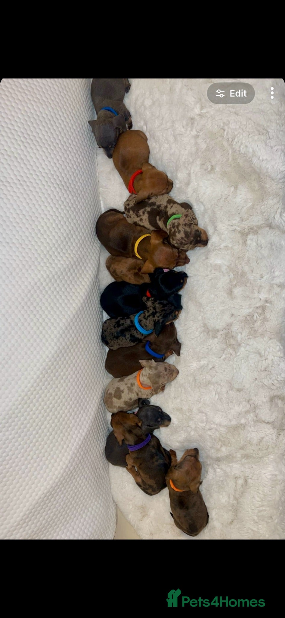 Dachshund dogs 🐾 Daxie & Chocolate’s Beautiful Puppies ! - Advert 2