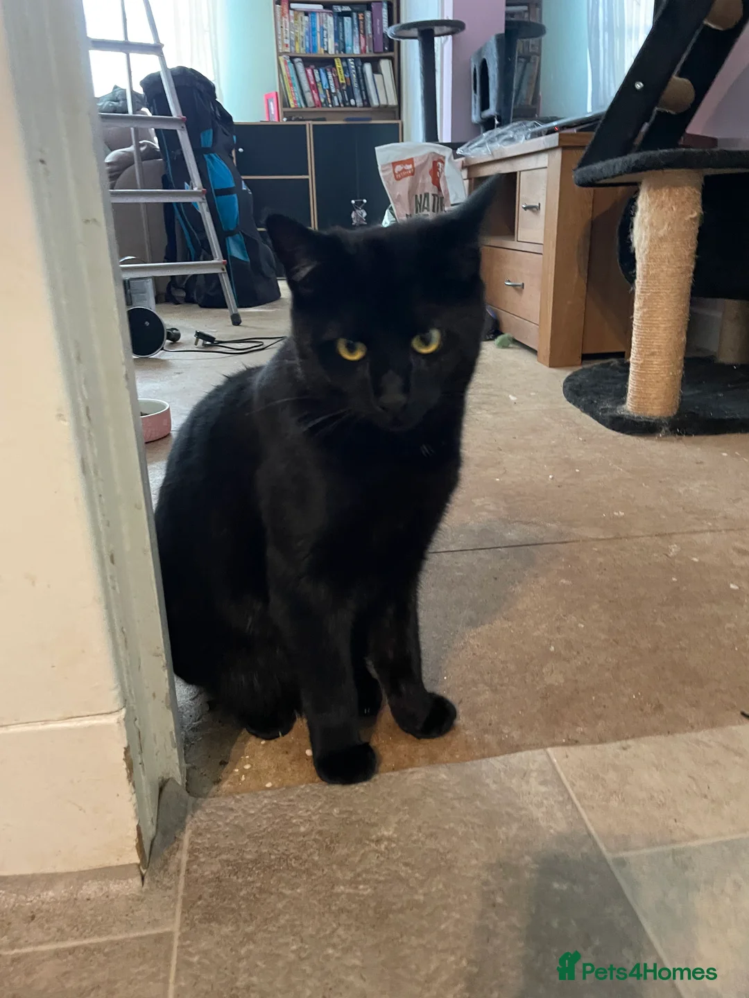 Mixed Breed cats for sale: Beautiful Black Kitten - Advert 1