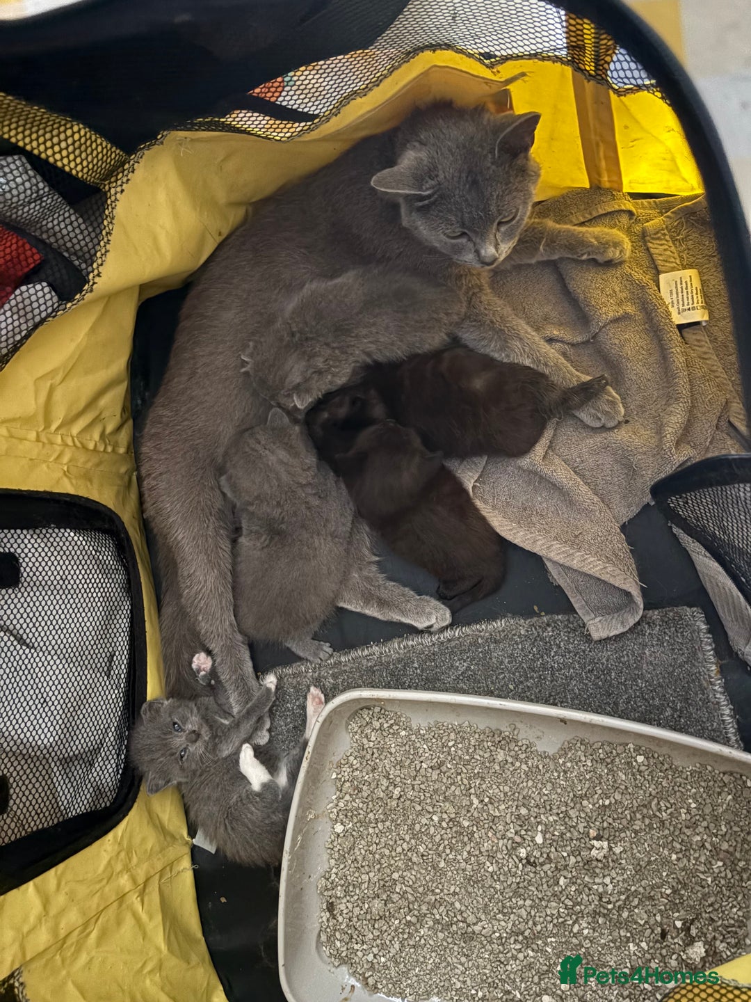 British Shorthair cats for sale: British Shorthair chocolate/grey colours  - Image 38