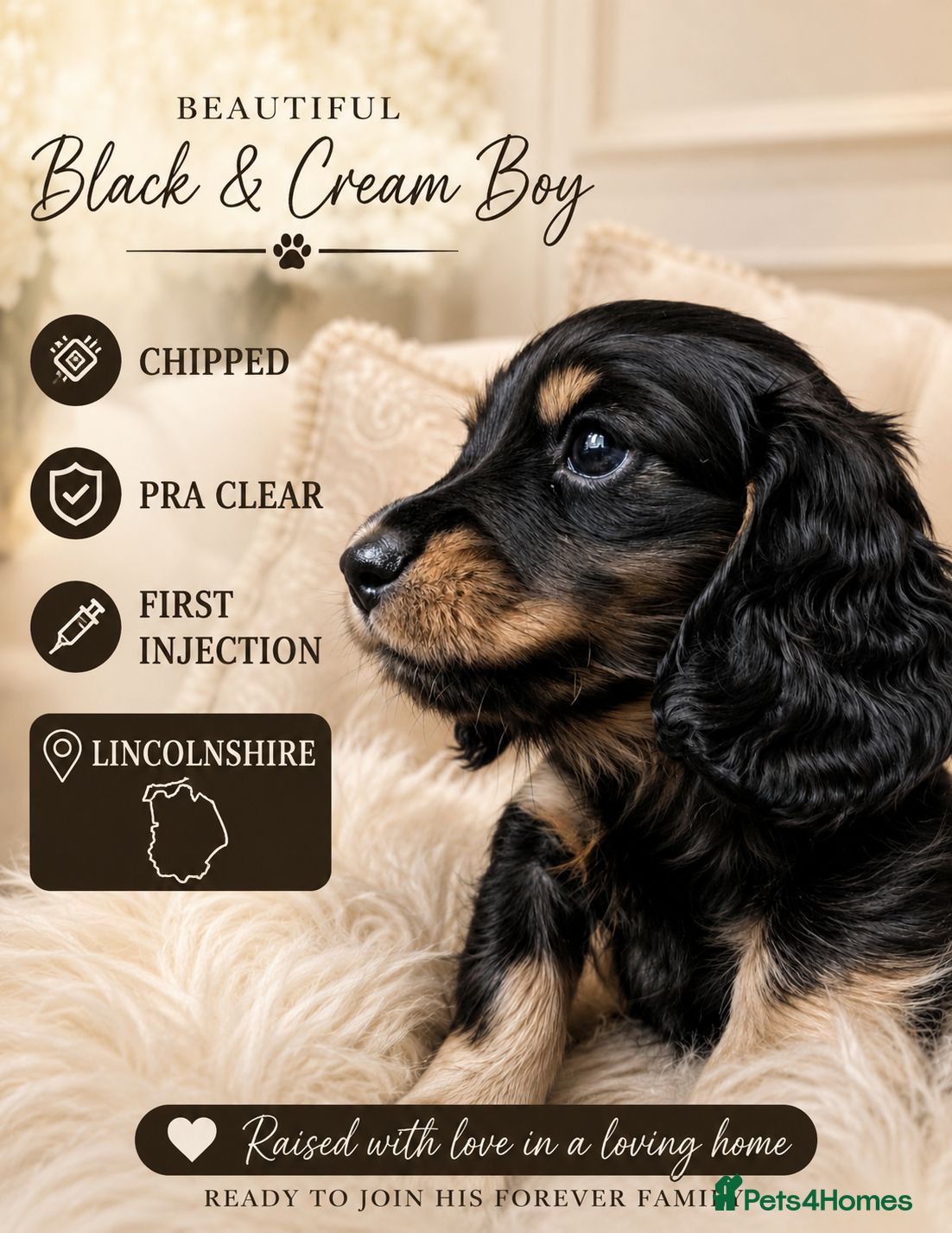 Miniature Dachshund dogs Last little fella stunning LH  - Advert 9