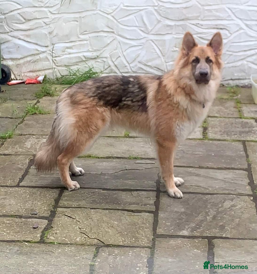 German Shepherd dogs for sale: Adorable German Shepherd puppies - Advert 5