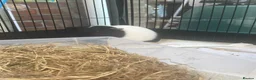 Guinea Pig rodents for sale: 2 lovely girl Guinea pigs  in Maidstone - Advert 2
