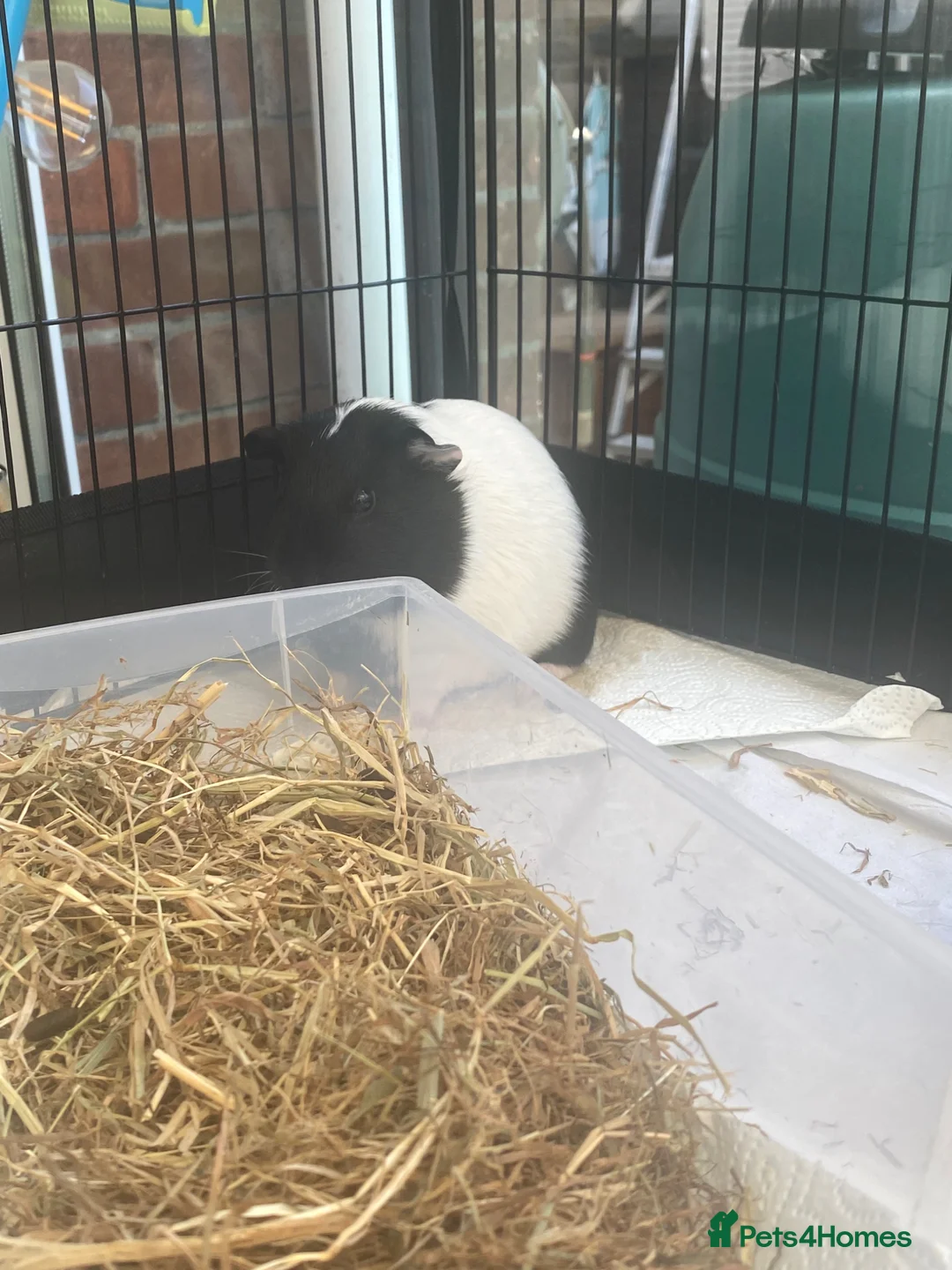 Guinea Pig rodents for sale: 2 lovely girl Guinea pigs  in Maidstone - Advert 2