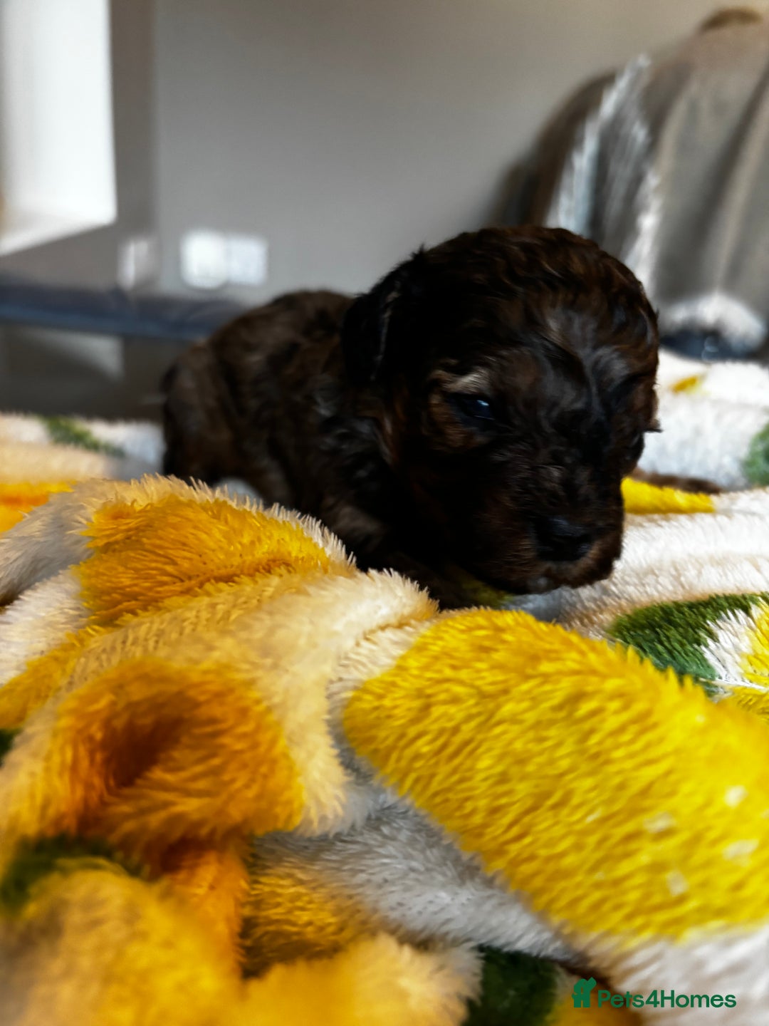 Cavapoochon dogs for sale: 🐶Exceptional cavapoochon pup's🐶 - Advert 5