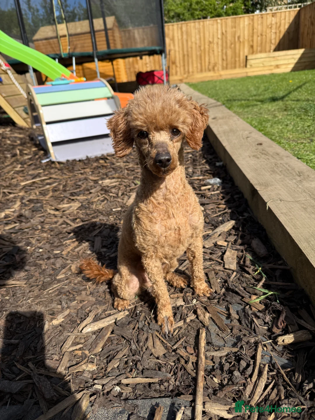 Toy Poodle dogs for sale: Girl Toy Poodle  - Advert 2