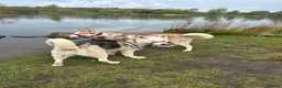 Siberian Husky dogs for sale: 2X Siberian Huskies. 1Male&1Female in Bradford - Advert 2