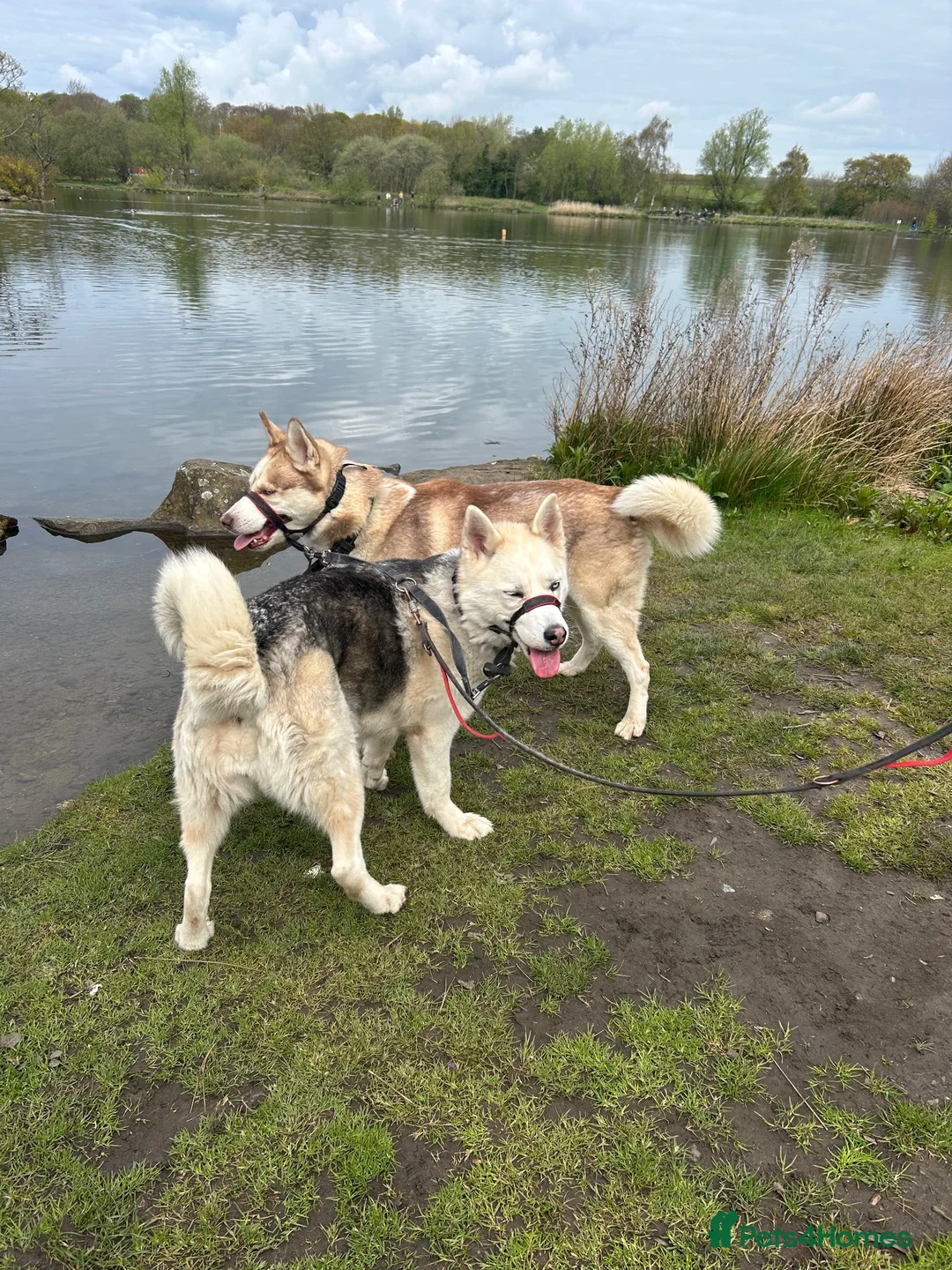 Siberian Husky dogs for sale: 2X Siberian Huskies. 1Male&1Female in Bradford - Advert 2