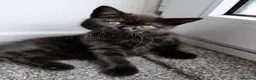 British Shorthair cats for sale: GCCF registered Black British Shorthair Kitten - Advert 7