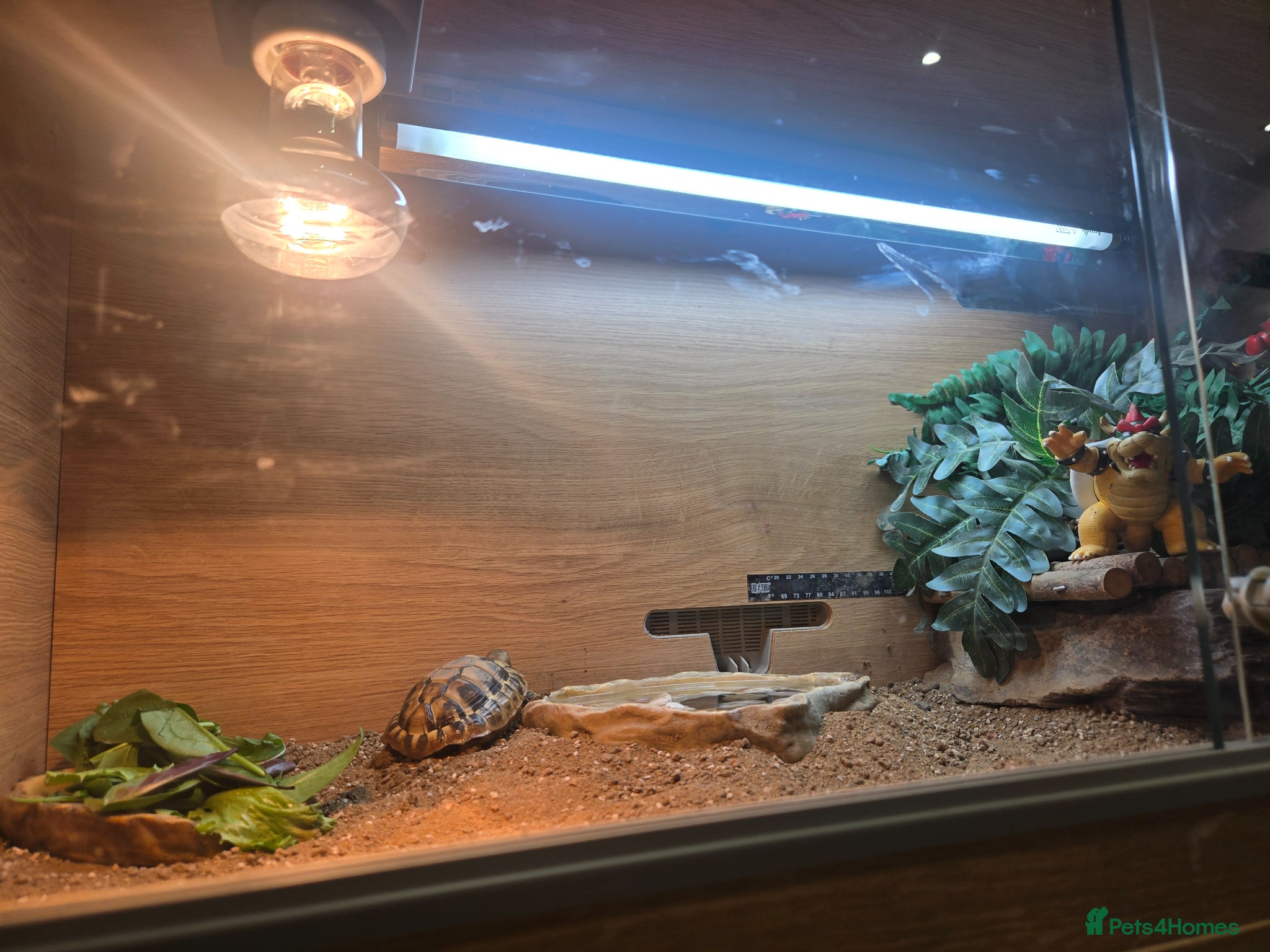 Tortoise reptiles Herman tortoise with full viv setup - Advert 7