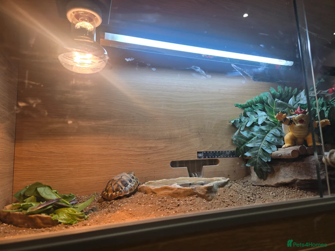 Tortoise reptiles for sale: Herman tortoise with full viv setup in Dunmow - Advert 1