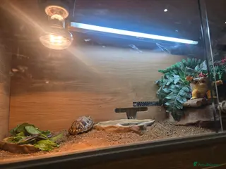 Tortoise reptiles Herman tortoise with full viv setup - Advert 7