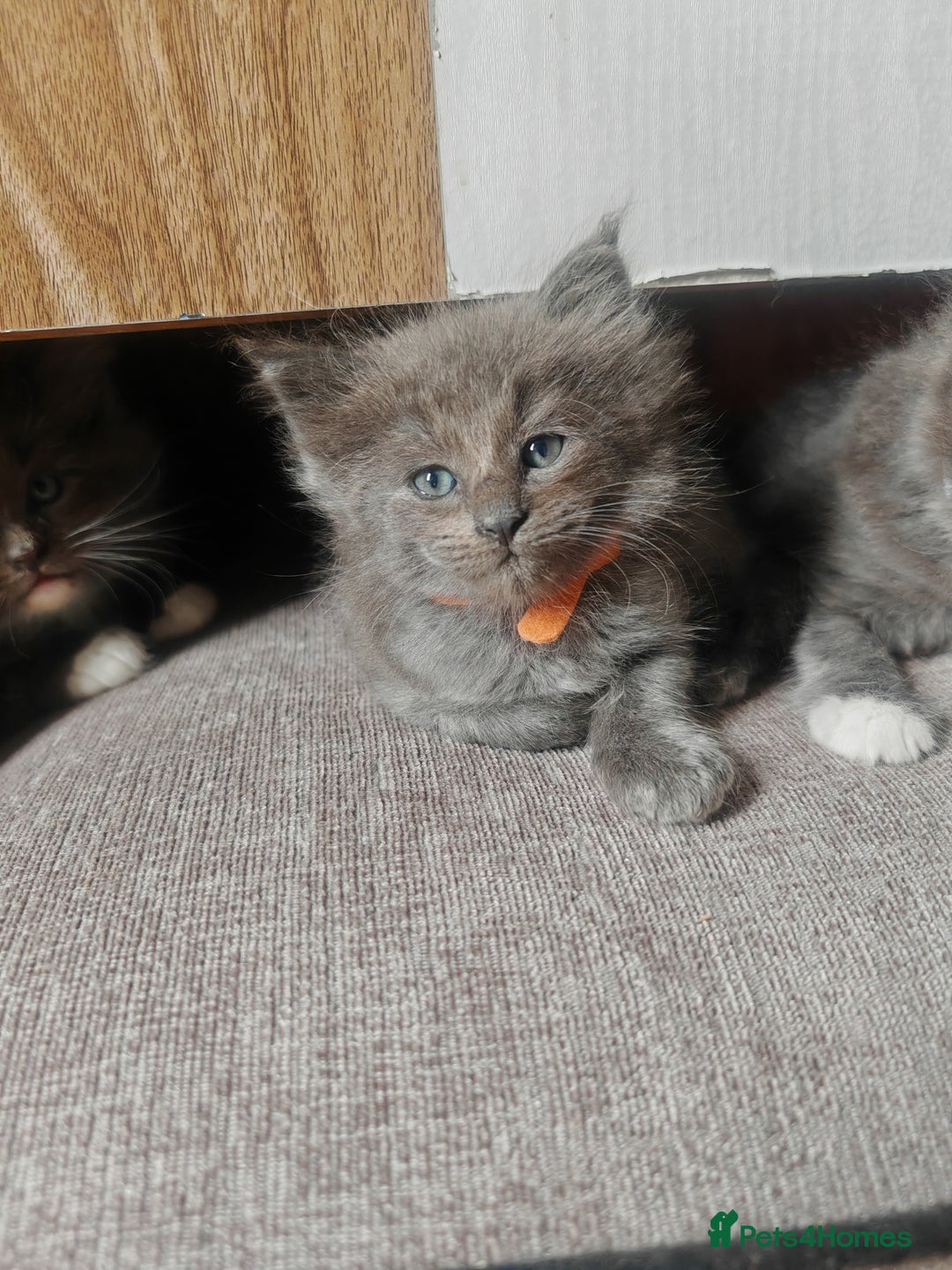 Ragcoon cats for sale: Amazing ragcoon kittens looking for lovely home  - Image 23