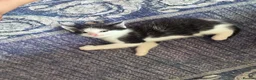 Domestic Shorthair cats for sale: Ms Smith  in Nottingham - Advert 7