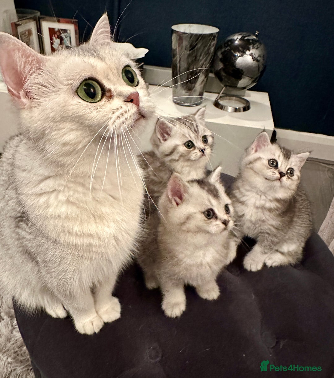 British Shorthair cats for sale: 😻Beautiful BSH Active GCF Kittens🌈 Ready Now! - Image 12