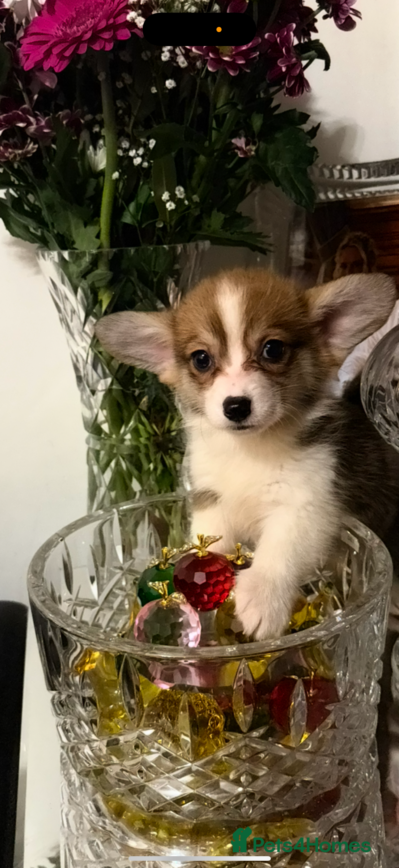 Welsh Corgi Pembroke dogs Kc reg Pembroke corgi babies available  - Advert 11