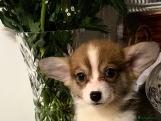 Welsh Corgi Pembroke dogs Kc reg Pembroke corgi babies available - Advert 2