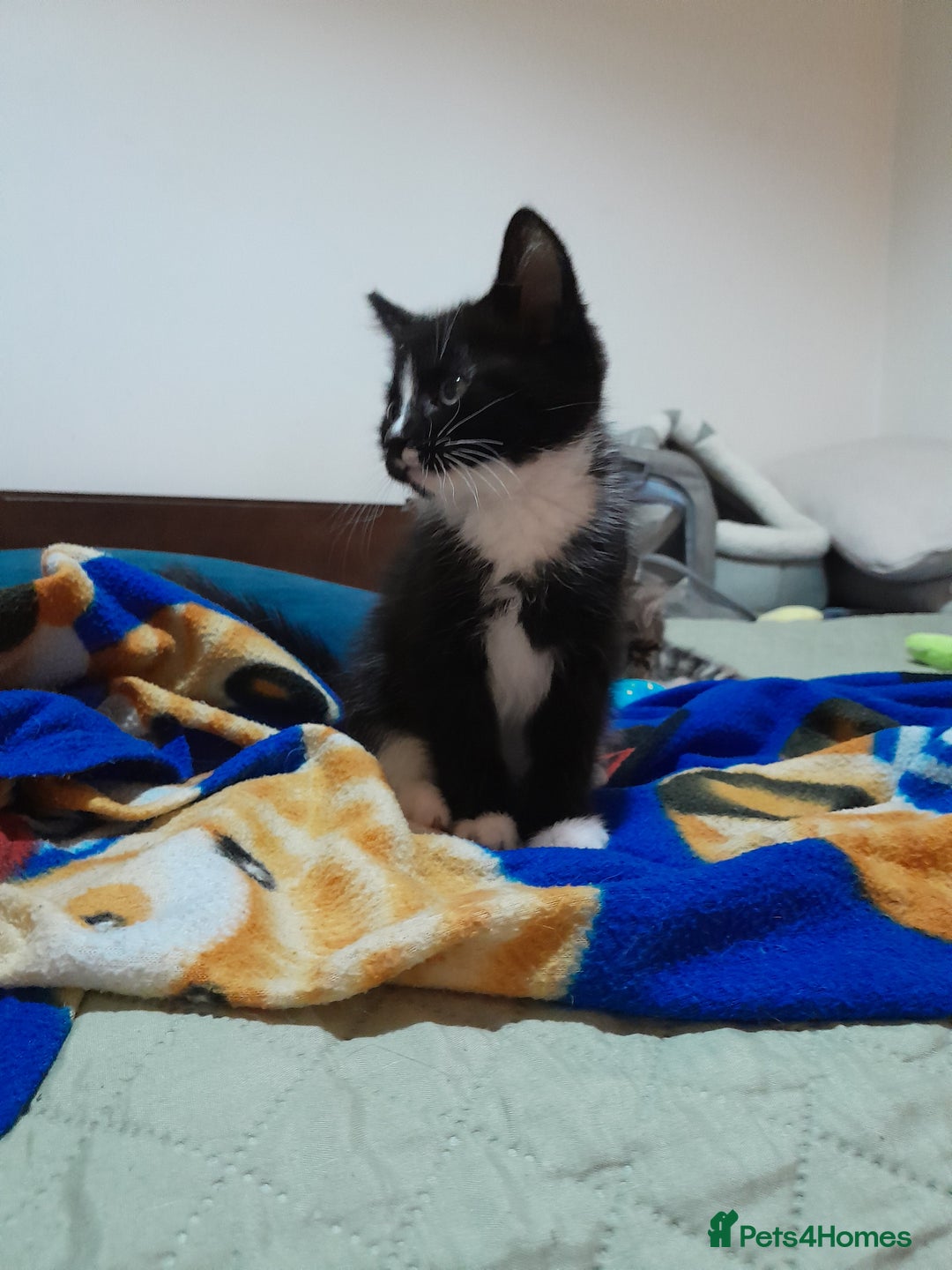 Mixed Breed cats for sale: 5 Beautiful gorgeous kittens 😺😼😻😸😹 - Image 16