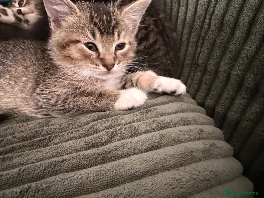 Mixed Breed cats for sale: Beautiful baby kittens looking for forever homes  - Advert 8