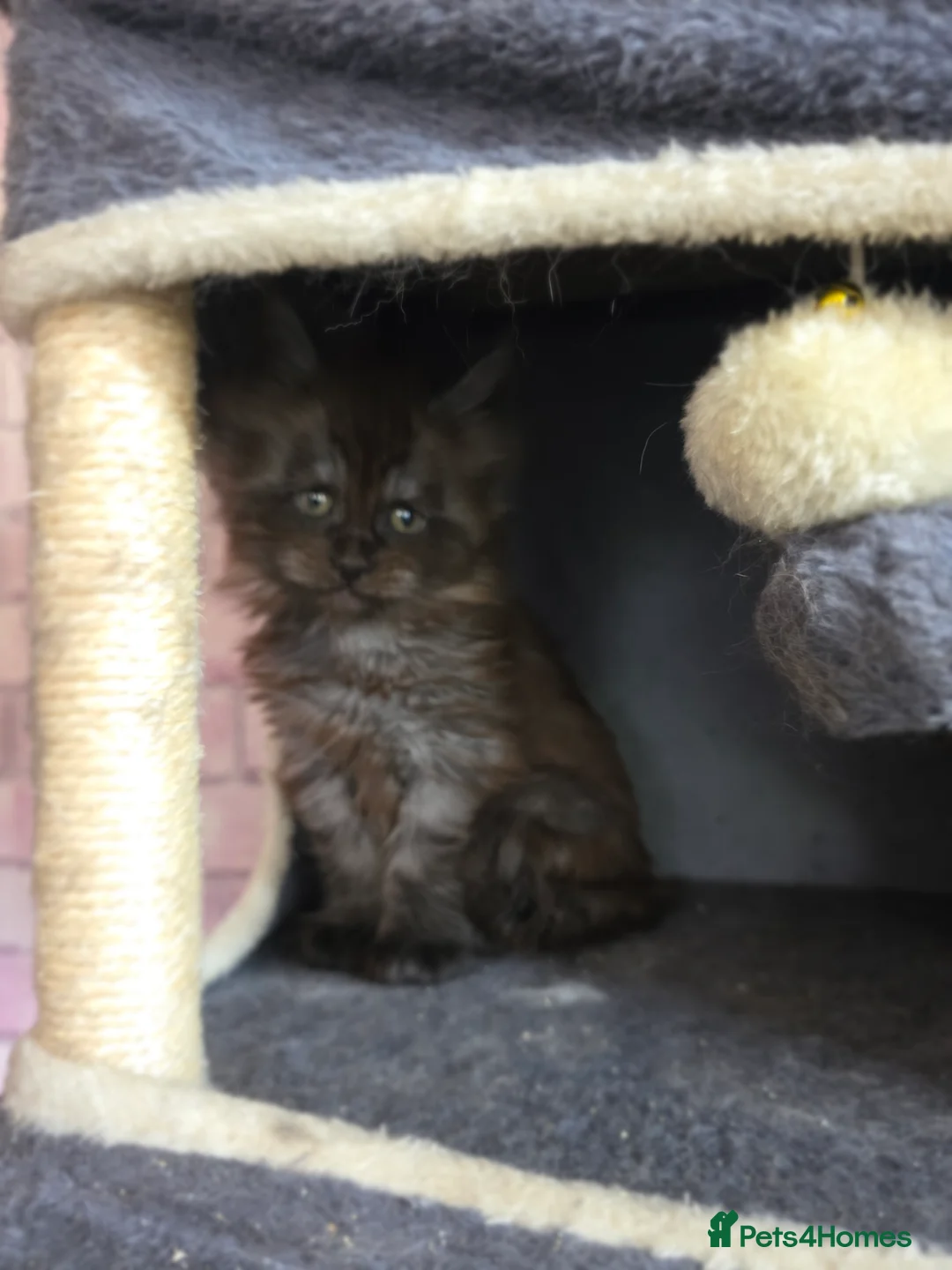 Maine Coon cats for sale: Maincoon kittens  - Advert 2