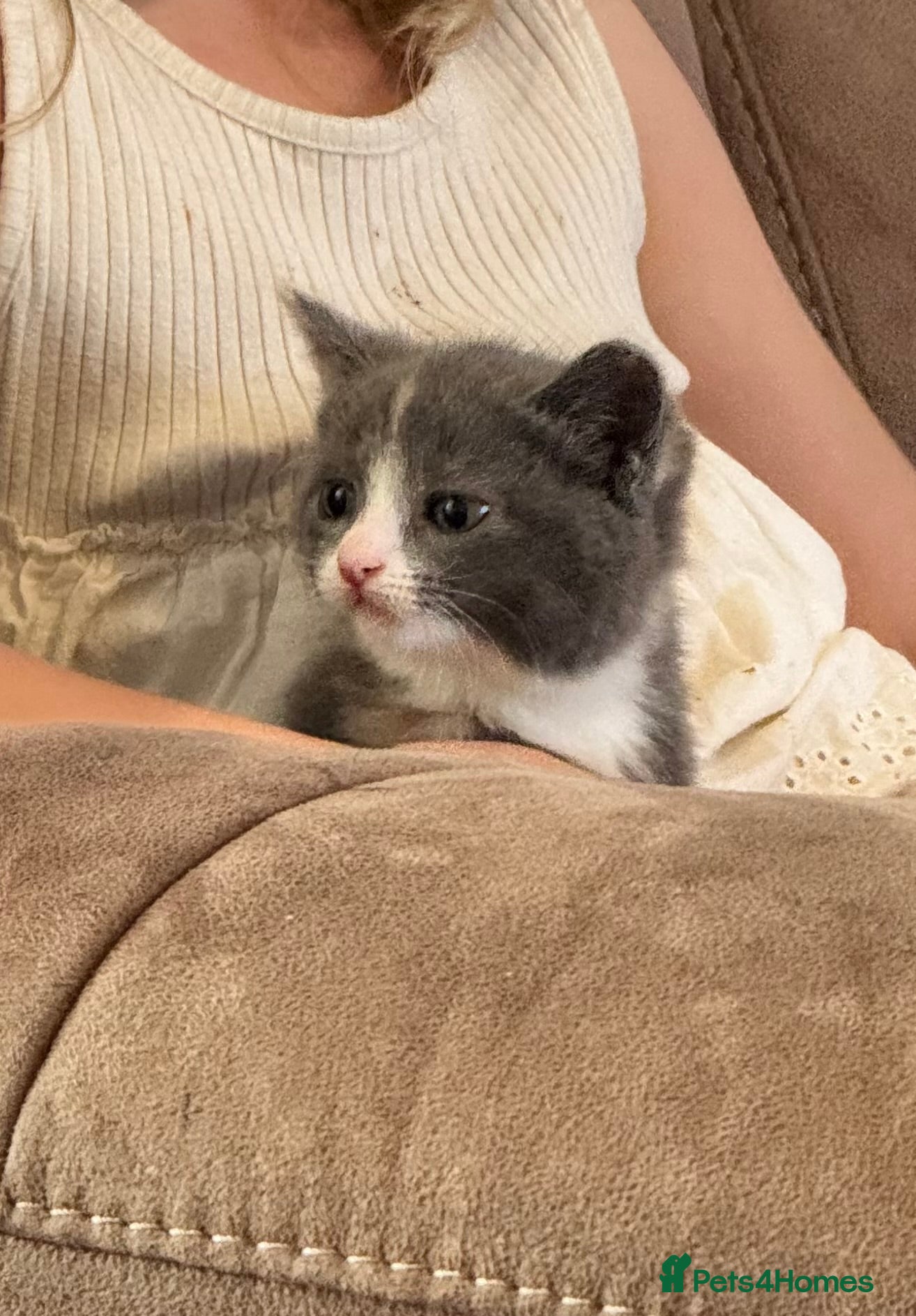 Mixed Breed cats for sale: Female 8 week old kitten  - Advert 1