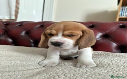 Beagle dogs for sale: Beagle Puppies - Image 14