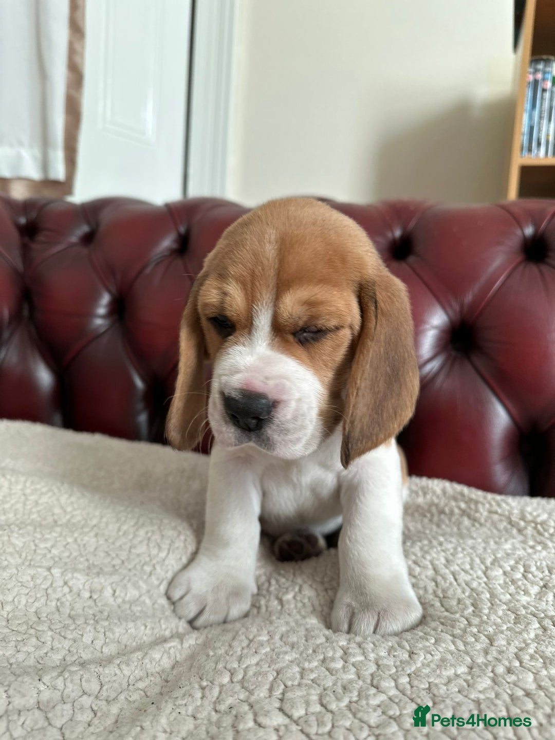Beagle dogs for sale: Beagle Puppies - Image 14