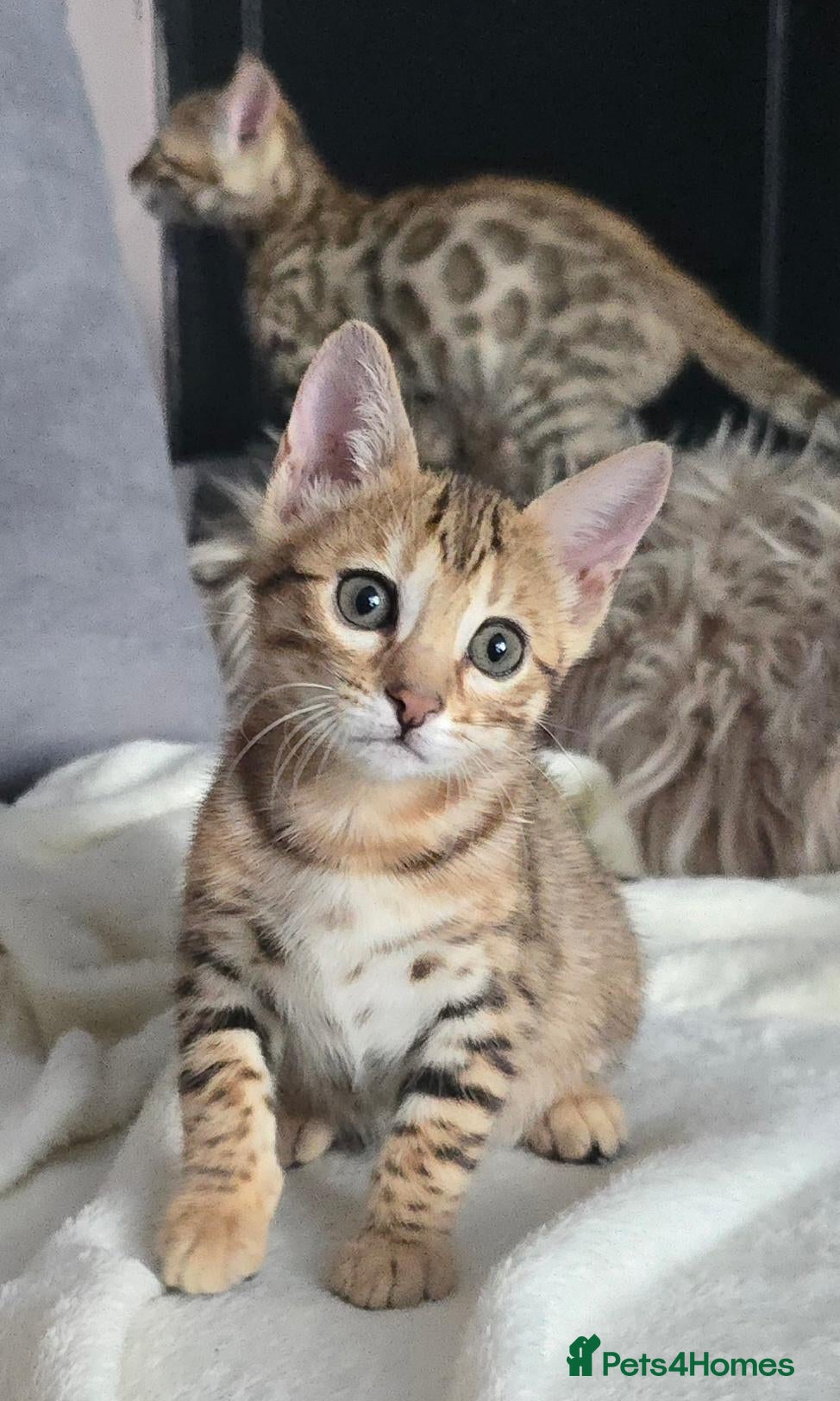 Bengal cats Outstanding rosetted brown bengal girls left 🔥 - Advert 7