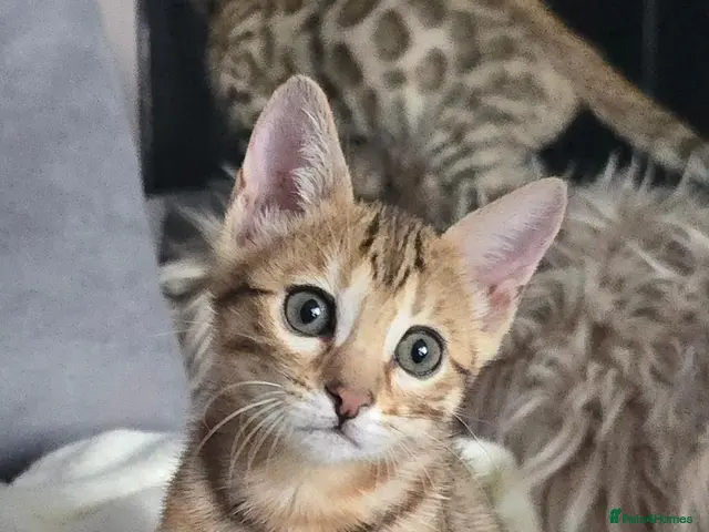 Bengal cats Outstanding rosetted brown bengal girls left 🔥 - Advert 7