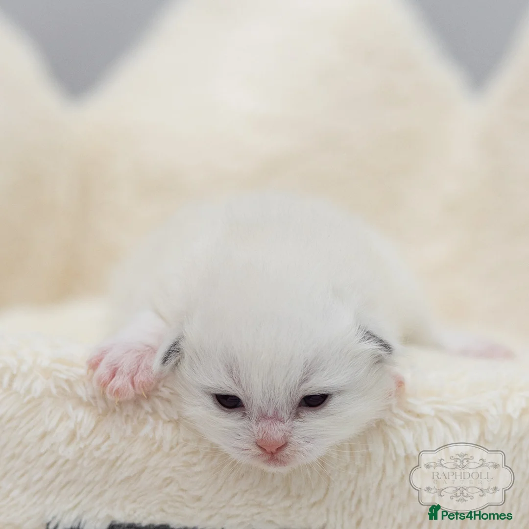 Ragdoll cats for sale: Ragdoll Kitten Boy LRDA Champion Bloodline! - Advert 4