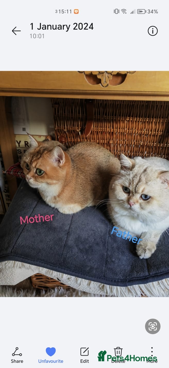 British Shorthair cats British Shorthair Golden Tabby - Advert 1