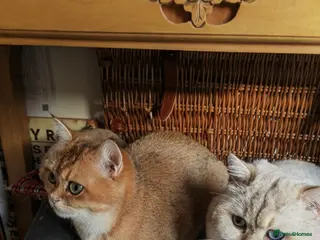 British Shorthair cats British Shorthair Golden Tabby - Advert 1