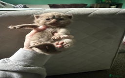 British Shorthair cats for sale: Tica reg cinnamon kittens  - Image 4