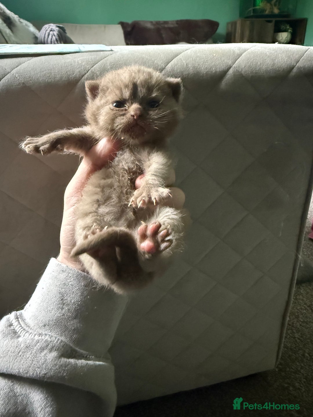 British Shorthair cats for sale: Tica reg cinnamon kittens  - Image 4