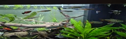 Tetras fish for sale: A group of 5 Benus Aires Tetras - Advert 1