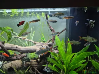 Tetras fish A group of 5 Benus Aires Tetras - Advert 6