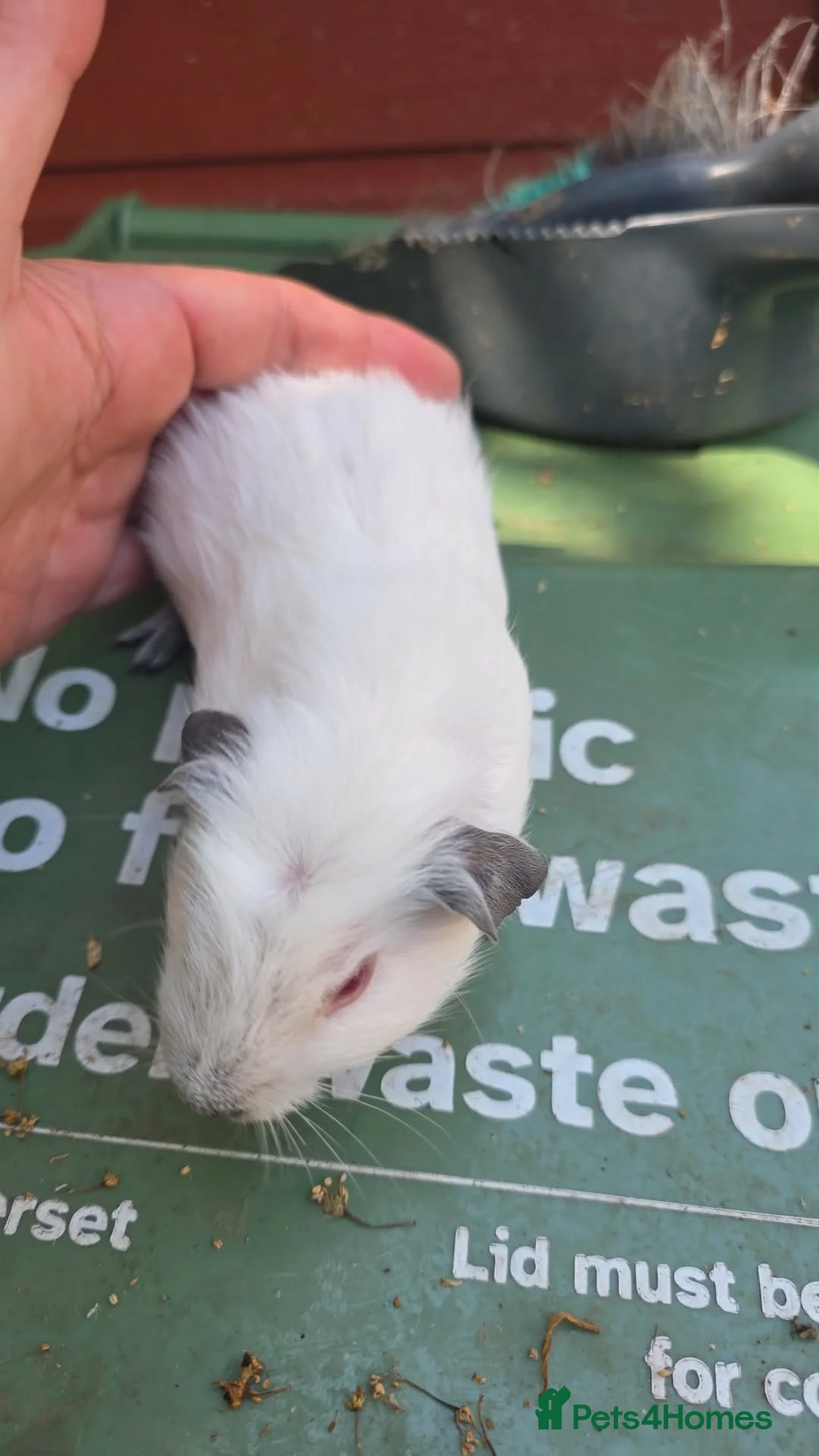 Guinea Pig rodents for sale: Baby guninea pigs - Advert 2